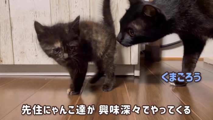 子猫のおしりを嗅ぐ猫