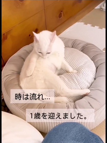 毛づくろいする猫