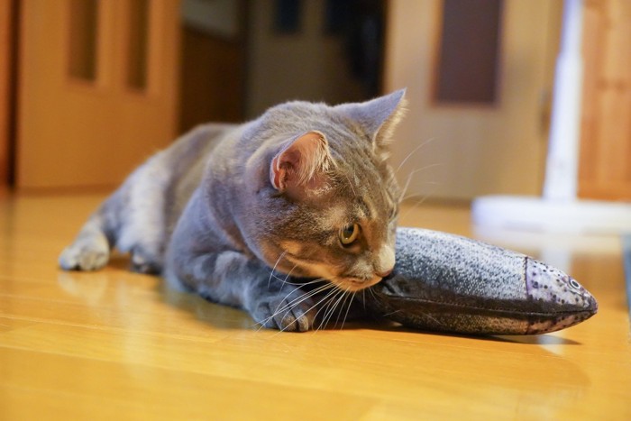 魚のけりぐるみを抱える猫