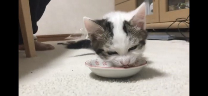 やっと起き上がって食べる