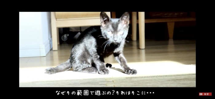 太陽光に猫ちゃんあり