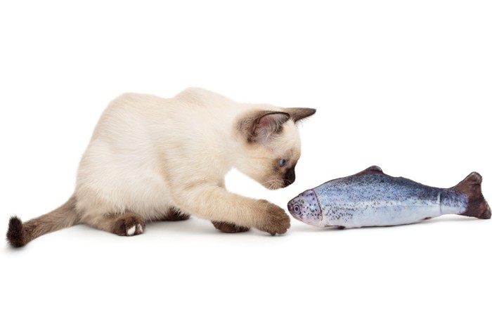 魚のおもちゃで遊んでいる猫