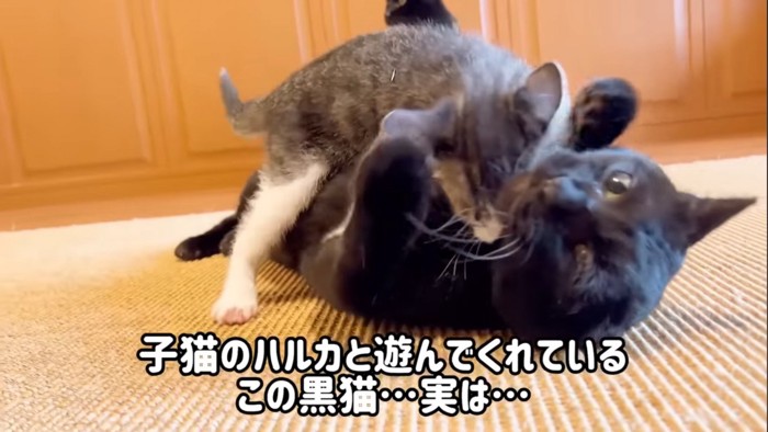 子猫と遊ぶ黒猫