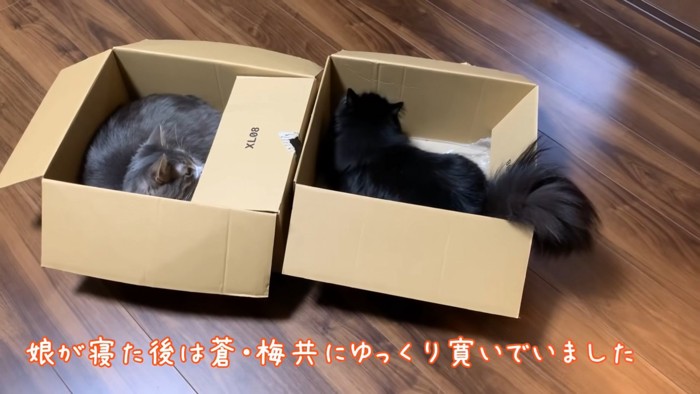 人心地つく猫ちゃんズ