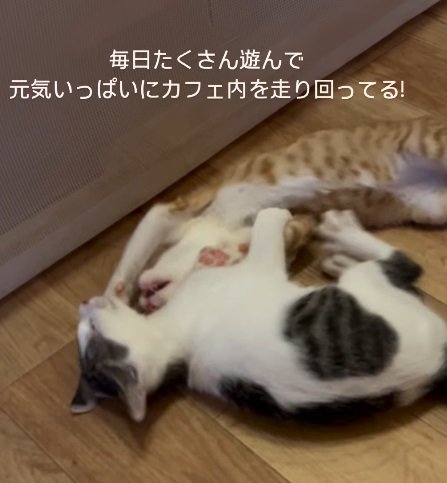 じゃれ合う2匹の猫