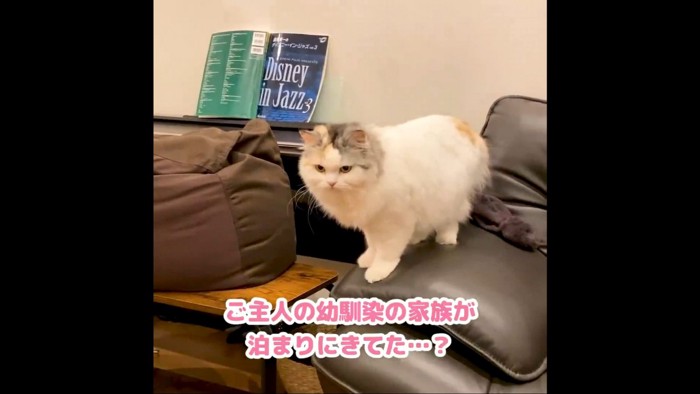 ソファーの上の猫