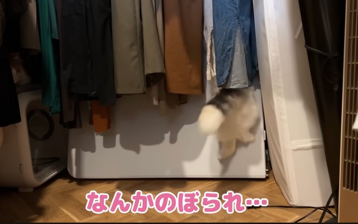 落ちる猫