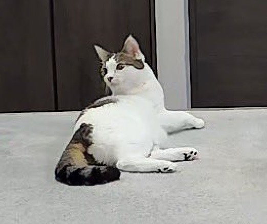 床に寝転がりながら自動給餌器の方を見つめる猫