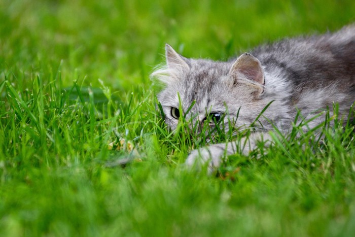 草の中に隠れる長毛子猫