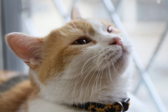 まぶしい猫