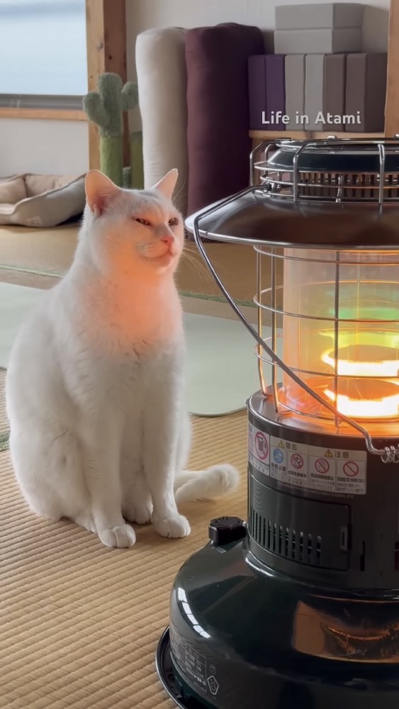 ストーブの前でくつろぐ猫の写真