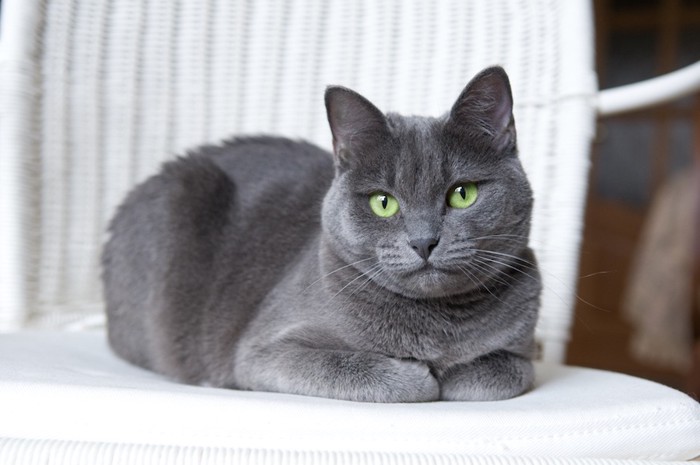 椅子の上で香箱座りをする猫