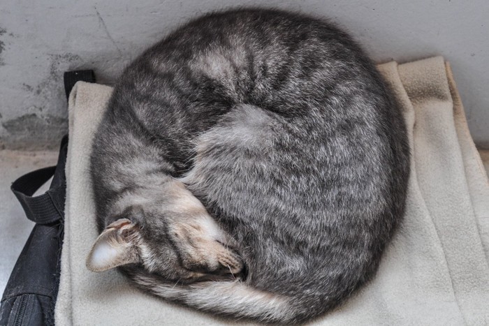 丸くなって寝る猫