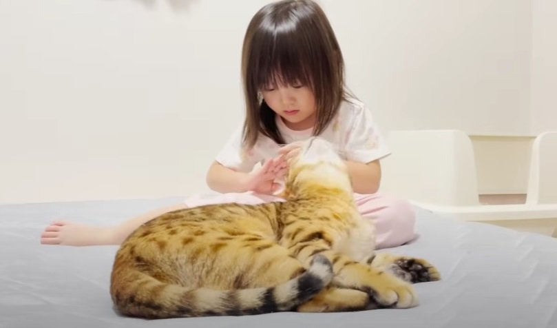 女の子を見つめる猫