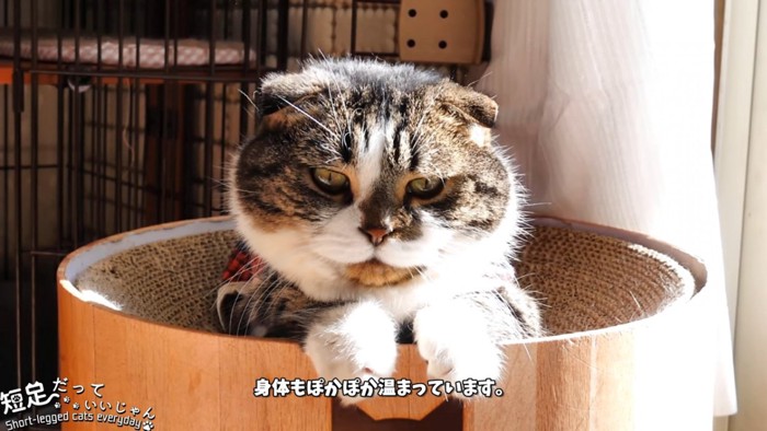 爪とぎの上にいる猫