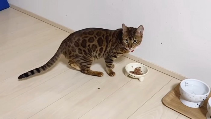 ごはんを食べながら振り向く猫