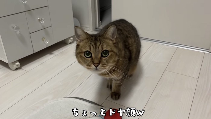 「ちょっとドヤ顔w」のテロップ写真