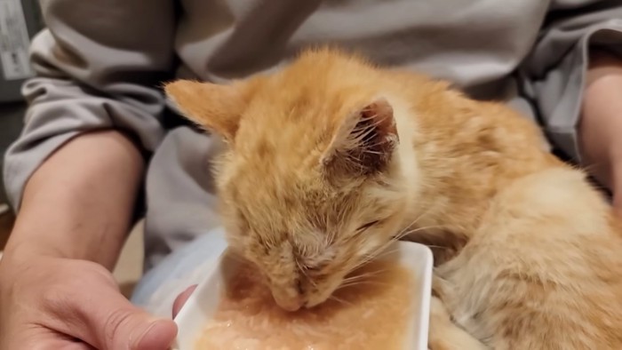 ごはんを食べる子猫