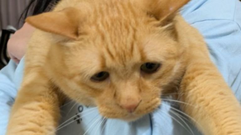 抱かれている猫