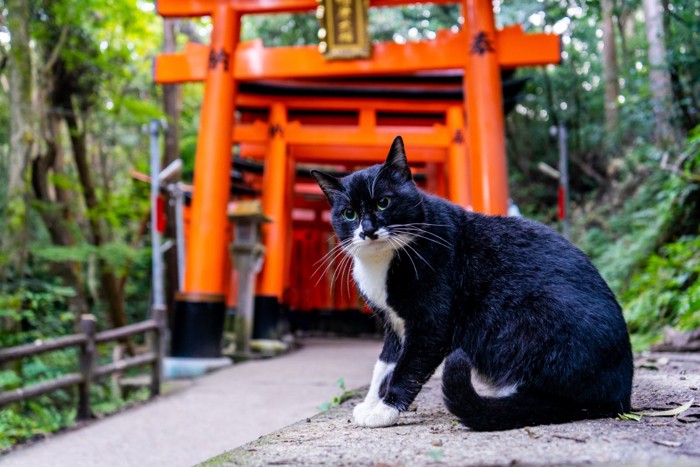 鳥居の前でたたずむ猫