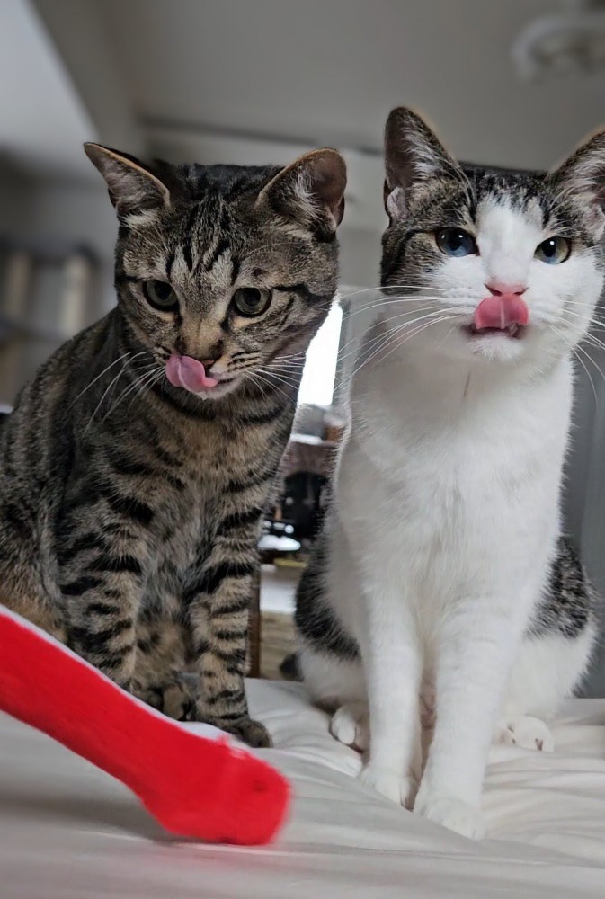 鼻をなめる2匹の猫
