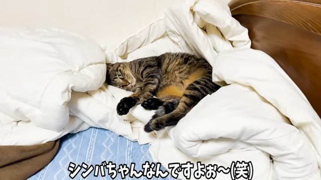 布団の上で横になる猫