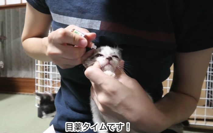 目薬タイムの文字と子猫