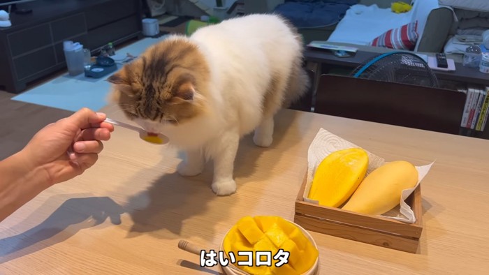 スプーンに乗ったマンゴーをなめる猫