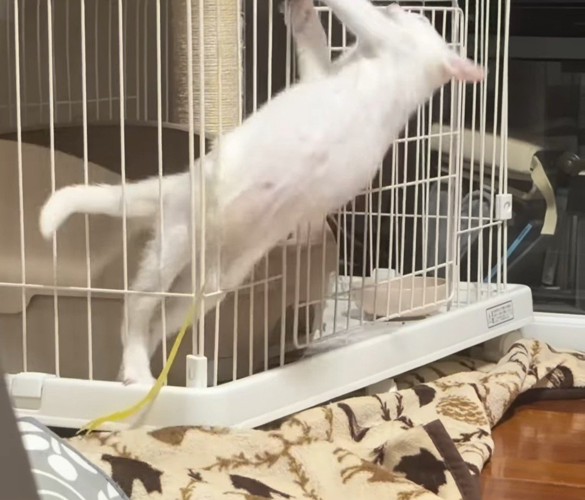 ケージから上半身を起こす子猫