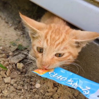 おやつを食べる子猫