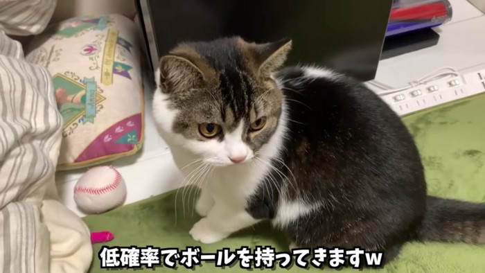 おすわりする猫