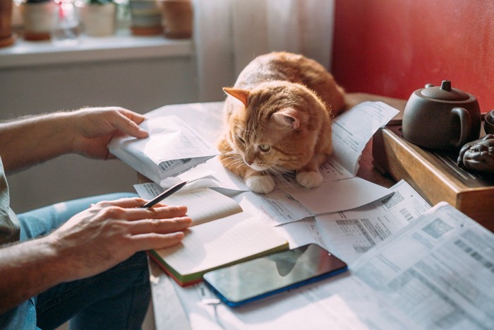 お金の計算をする飼い主と猫