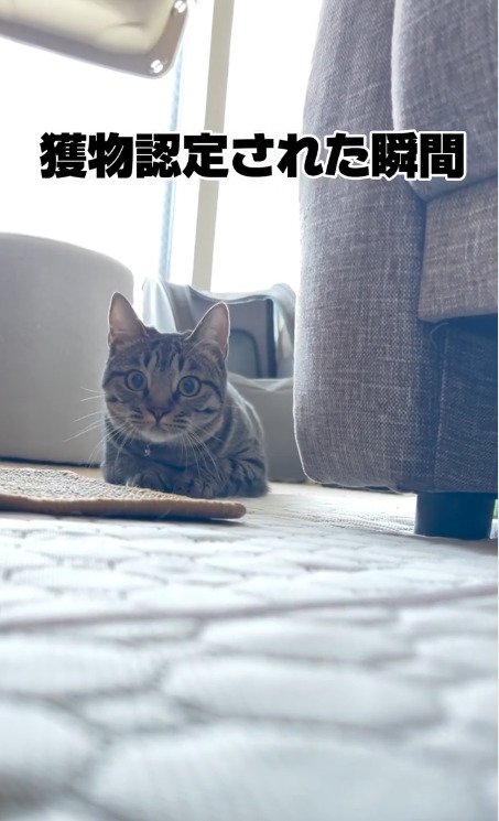 チャンスをうかがう猫