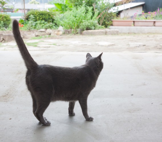 尻尾を立てて歩く猫