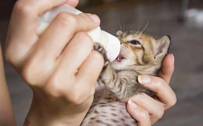 ミルクを飲む子猫の写真