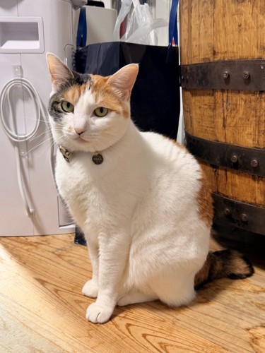 三毛猫がきちんと座ってポーズをキメている瞬間