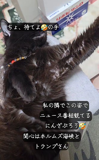 左手だけを伸ばす猫