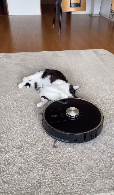 頭の近くにあるロボット掃除機を見つめる猫