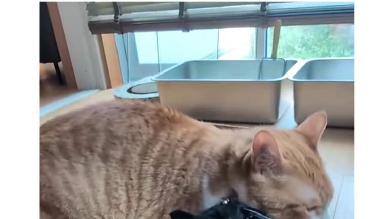 箱に入っている黒猫
