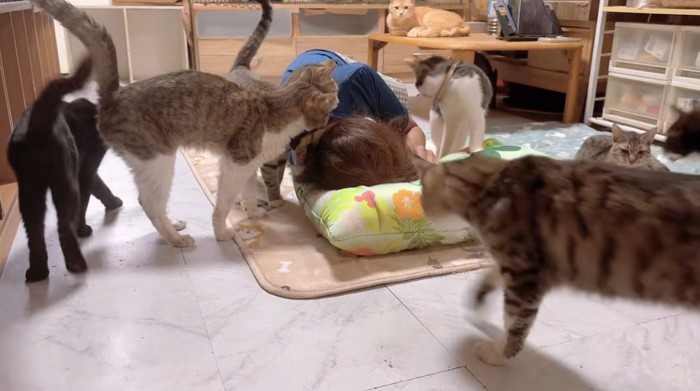寝ている飼い主に集まる猫