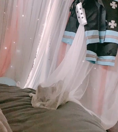 姿勢を低くする子猫