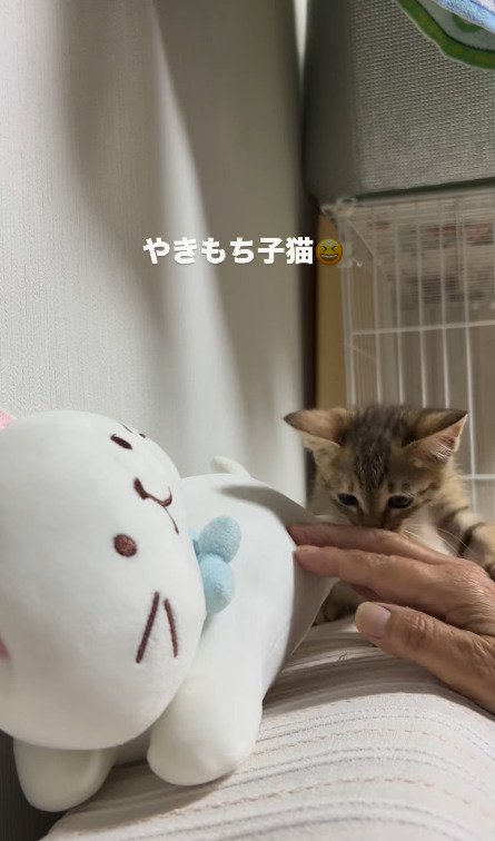 飼い主さんの手に鼻を乗せる猫