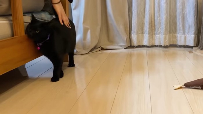 なでられる黒猫