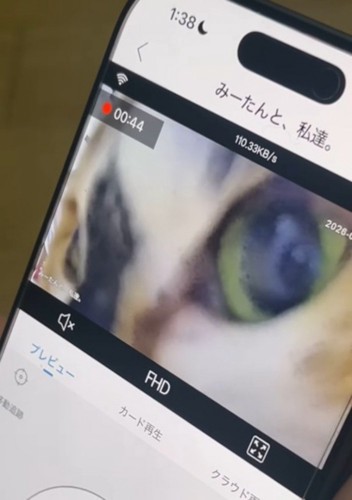 スマホの画面に映った猫の顔