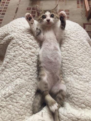 仰向けの子猫