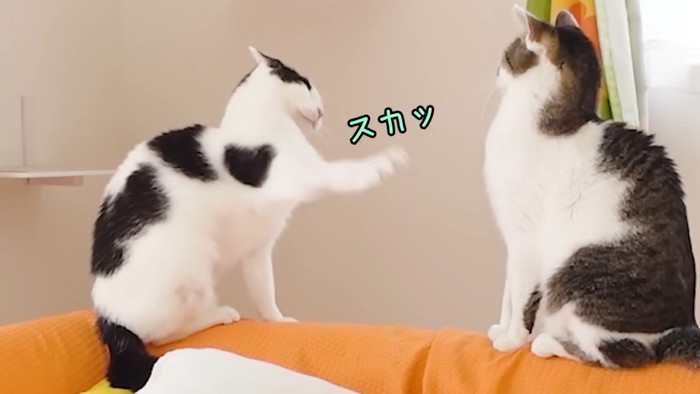 パンチが当たっていない猫