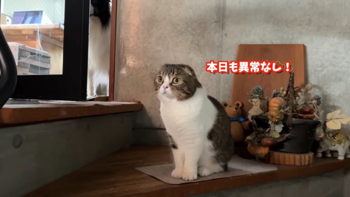 座る猫