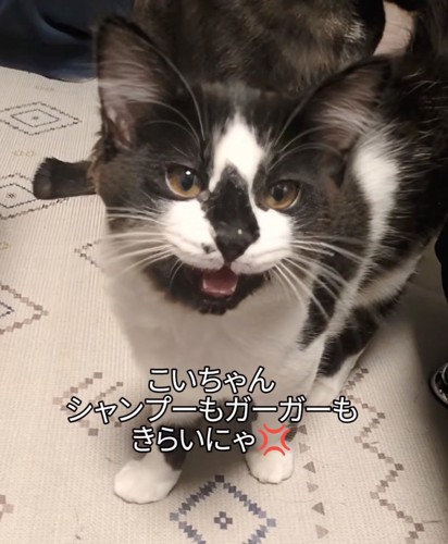 怒る子猫