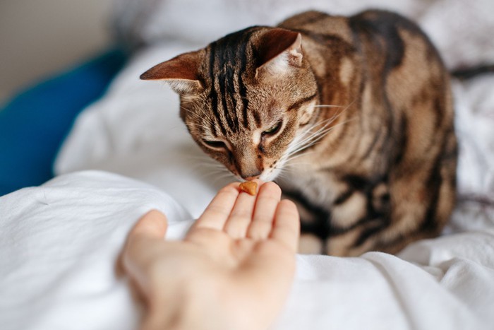 キャットフードのニオイを嗅ぐ猫