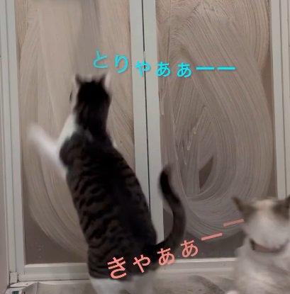 弾き飛ばされる右の猫